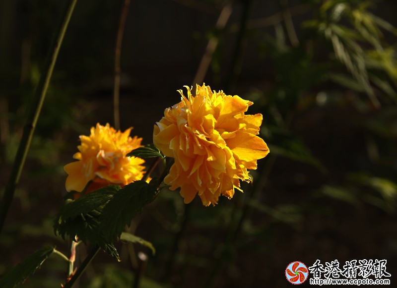 _MG_0946黄花1.jpg
