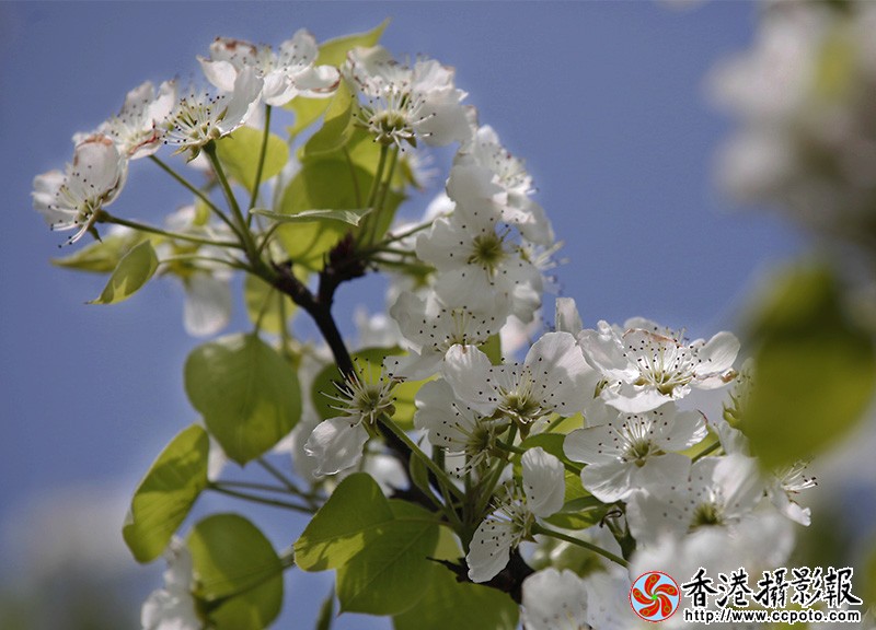_MG_8757梨花1.jpg