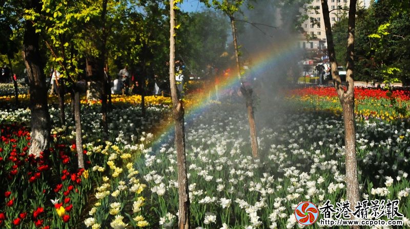 迷人的郁金香
