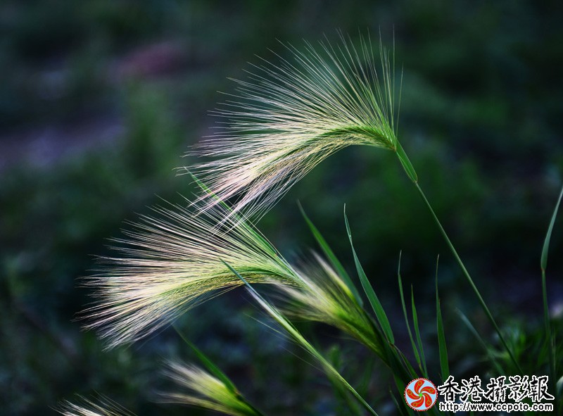 DSC_8247副本.jpg