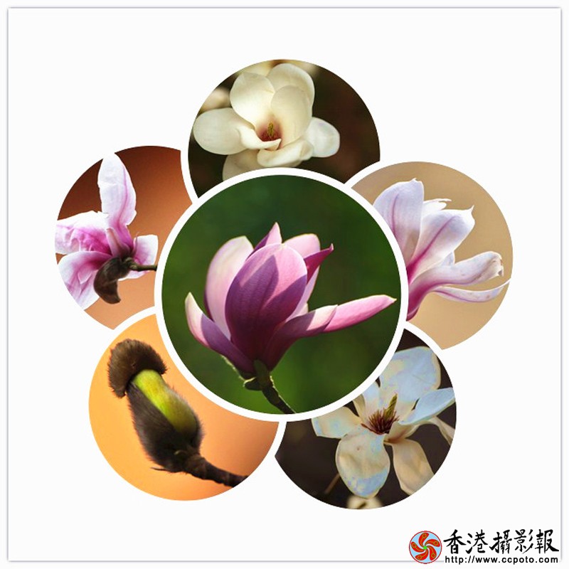 玉兰花_副本.jpg