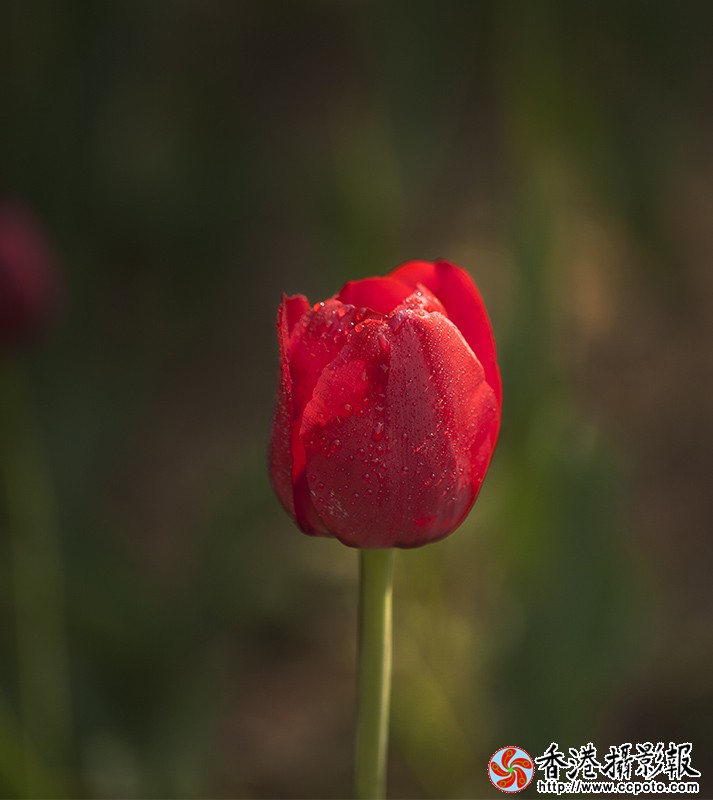 _MG_1187郁金香1.jpg