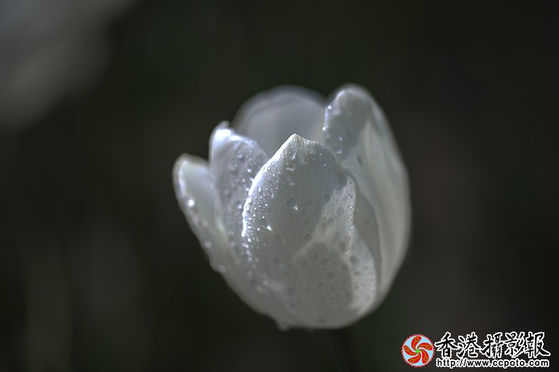 _MG_1189郁金香白1.jpg