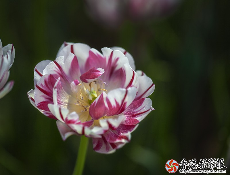 _MG_1196粉郁金香1.jpg
