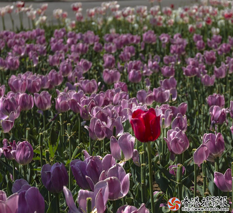 IMG_7557一枝红1.jpg