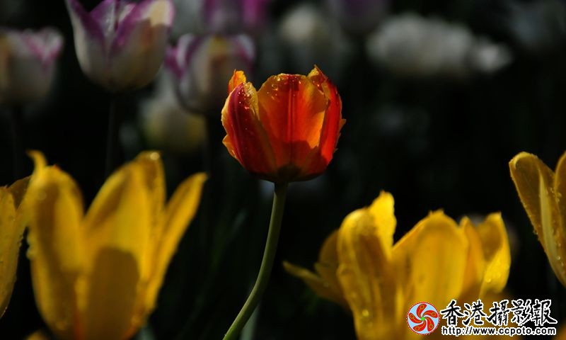 迷人的郁金香