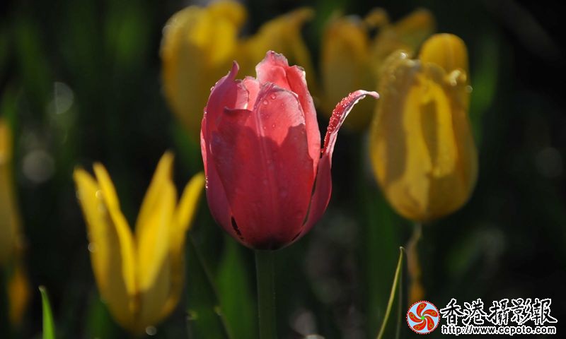 迷人的郁金香