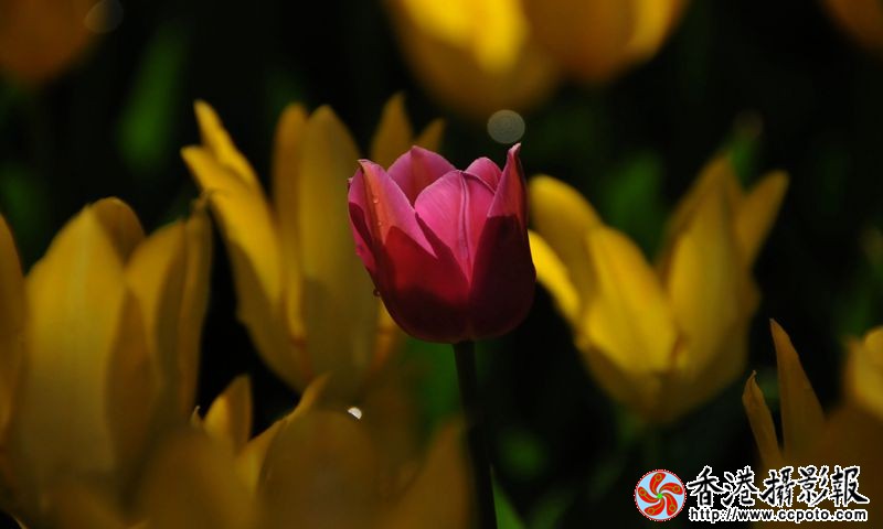迷人的郁金香