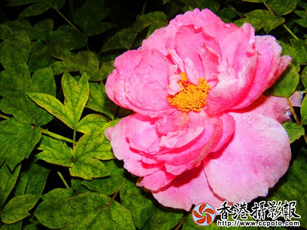 DSCF603_副本.jpg