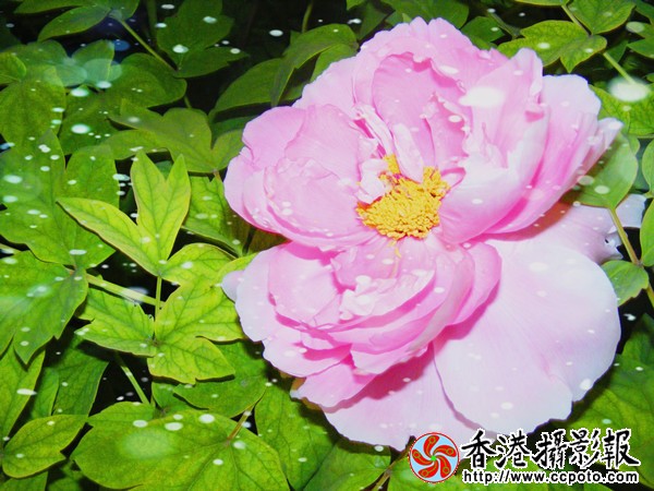 DSCF6082_副本.jpg
