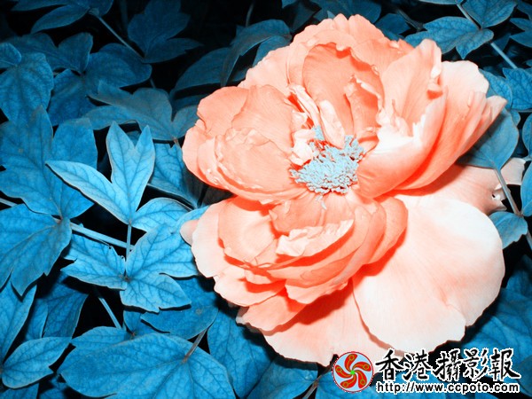 DSCF4_副本.jpg