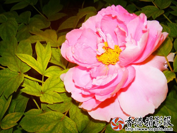 DSCF606_副本.jpg