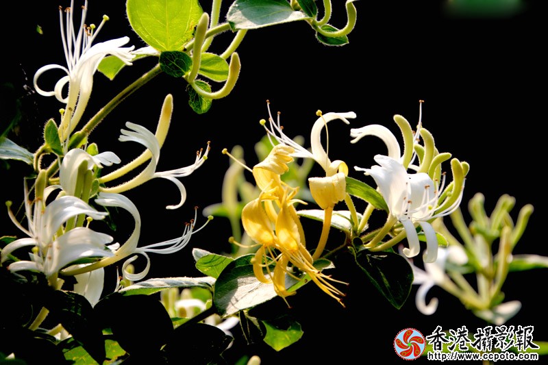 靓丽的金银花.JPG
