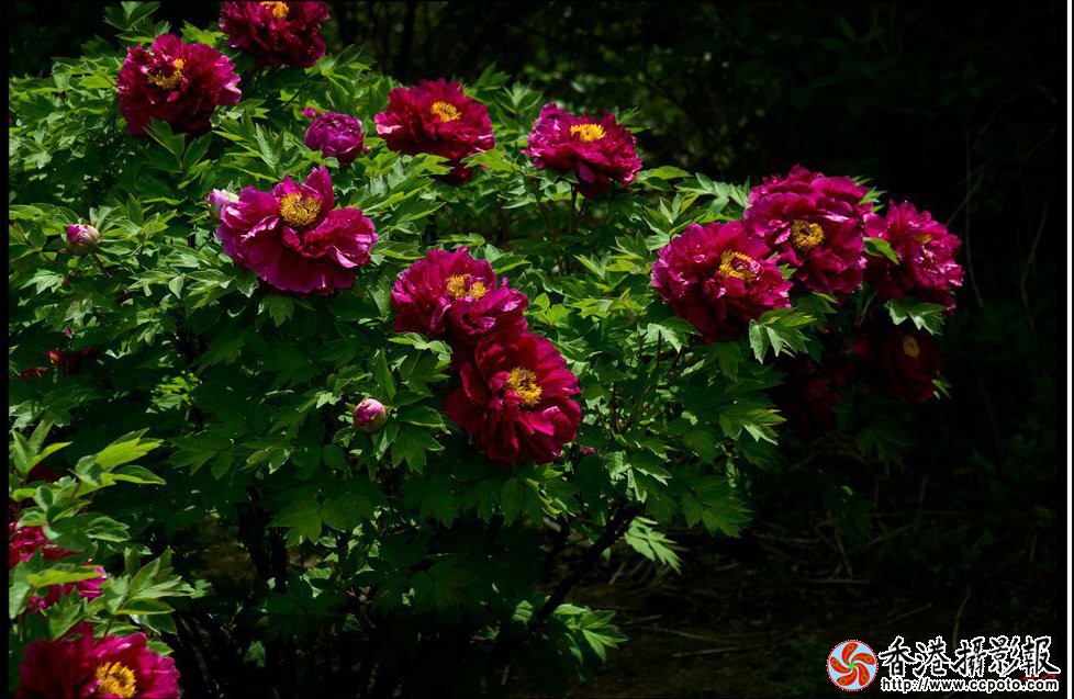 DSC02799_副本_副本.jpg