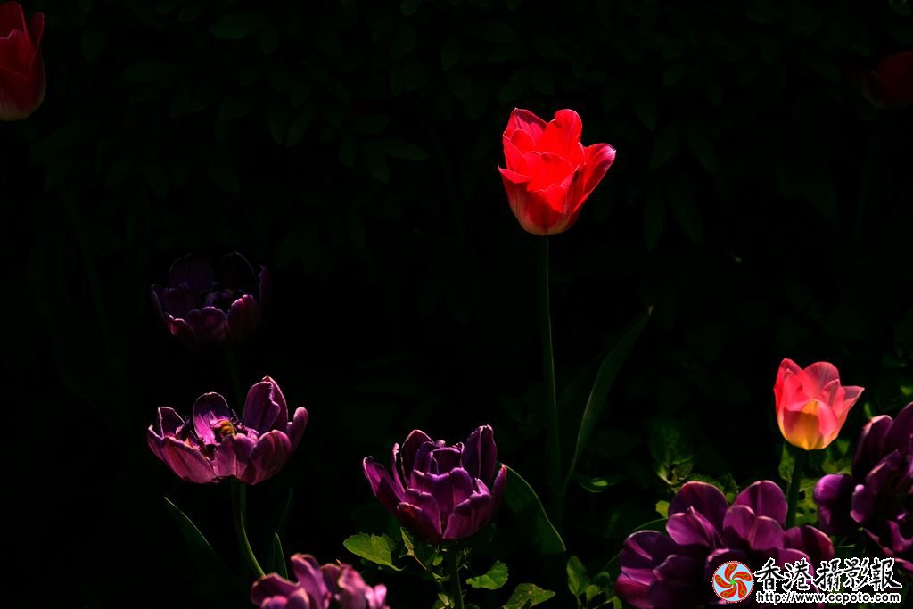 DSC03012_副本.jpg