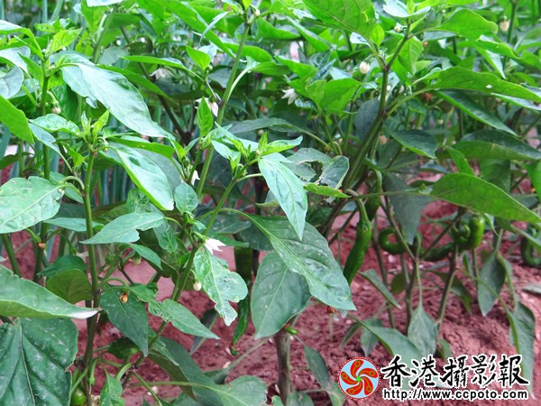 辣椒
