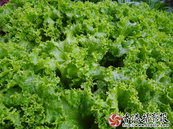生菜