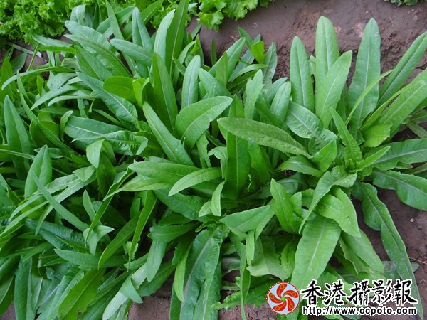 油麦菜