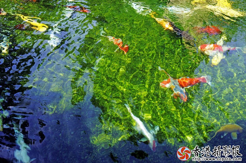 迷彩红鱼4..jpg