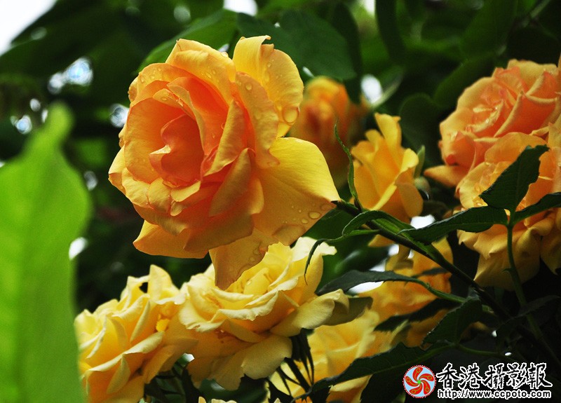 DSC金色枚瑰_0028.jpg