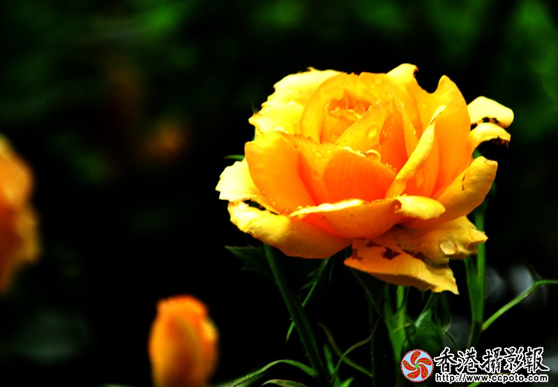 DSC副本_0021.jpg