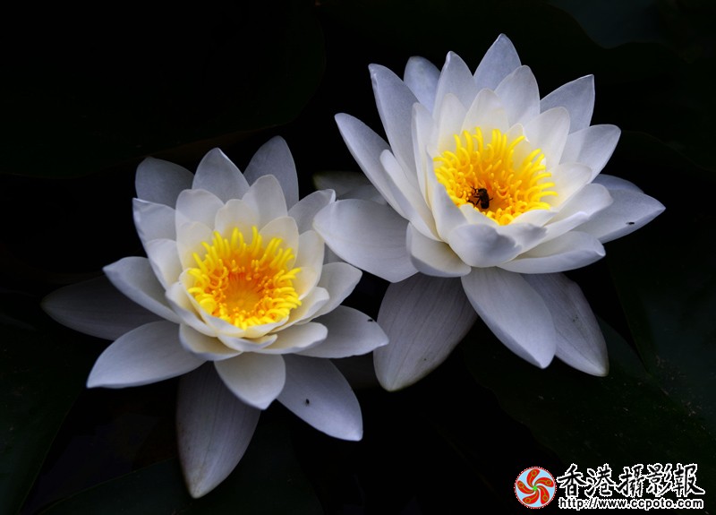 DSC睡莲_2550.jpg