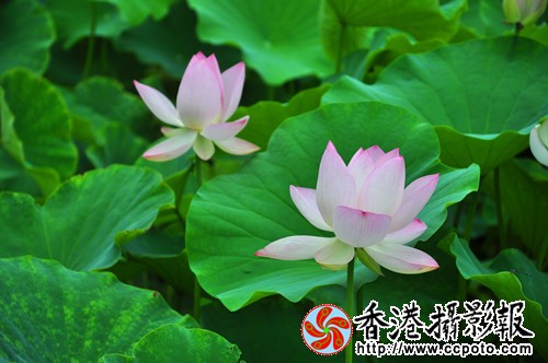 DSC_0043_副本.jpg