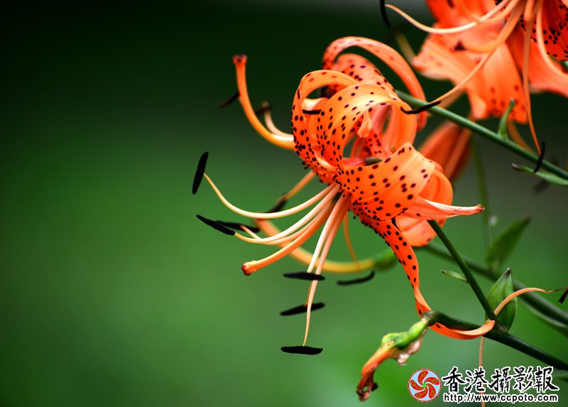 DSC副本_2958.jpg