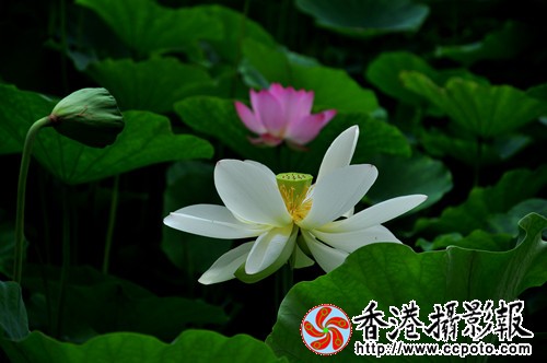 DSC_0999_副本.jpg