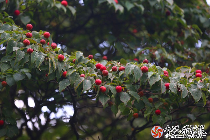 H46R4783_副本.jpg