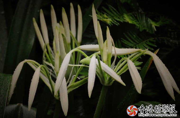 大叶黄花-(1).jpg