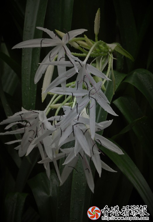 大叶黄花-(2).jpg