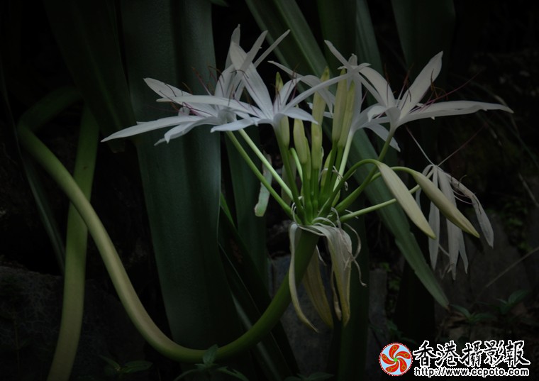 大叶黄花-(3).jpg