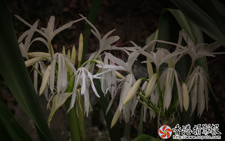 大叶黄花-(4.jpg