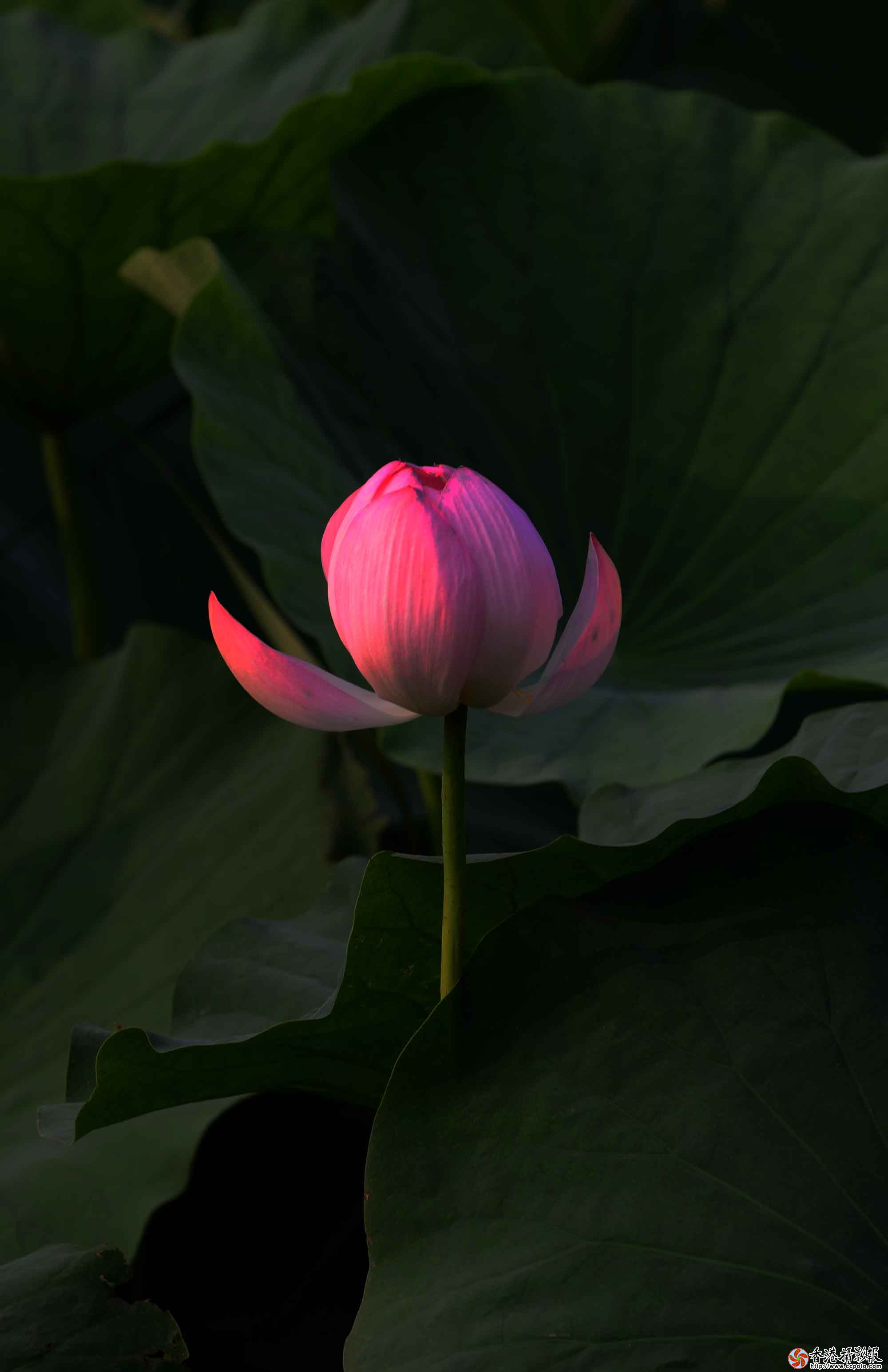 DSC_8757.jpg