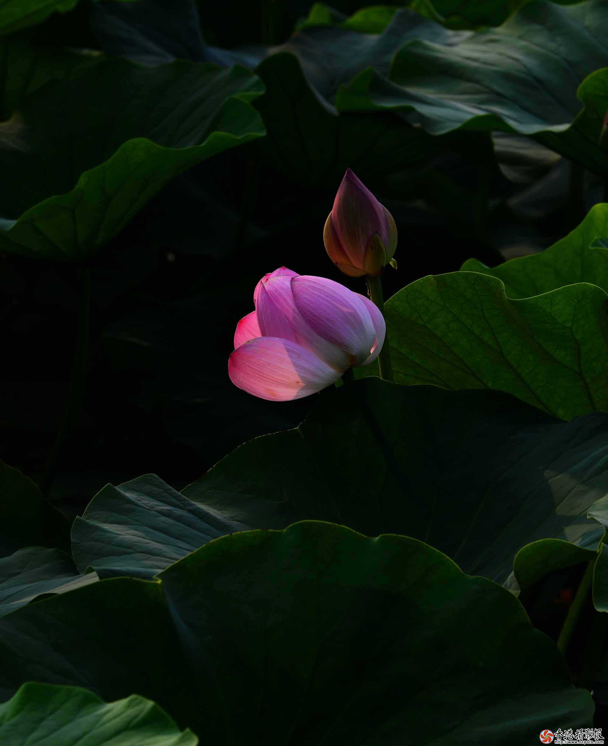 DSC_8769.jpg