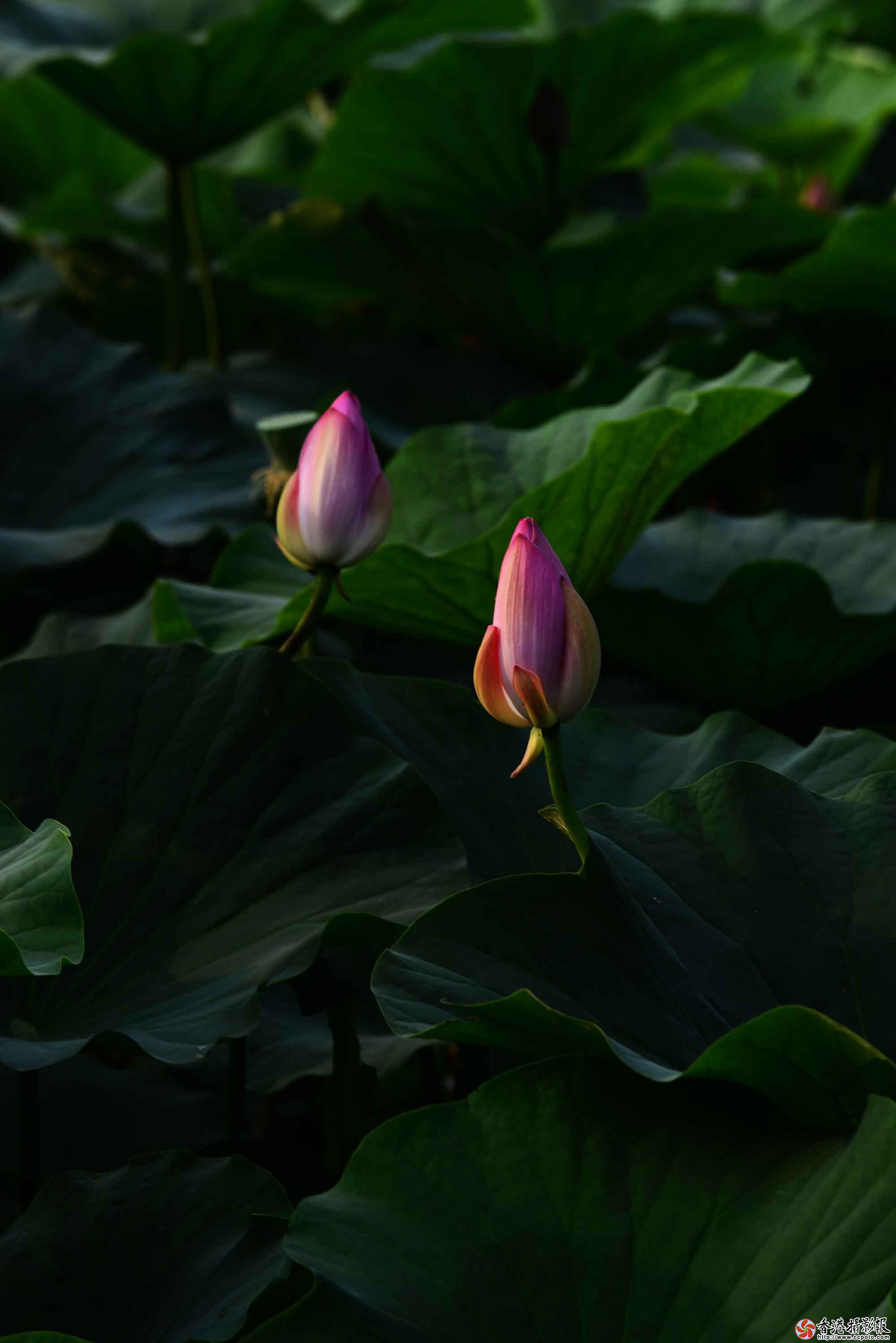DSC_8775.jpg