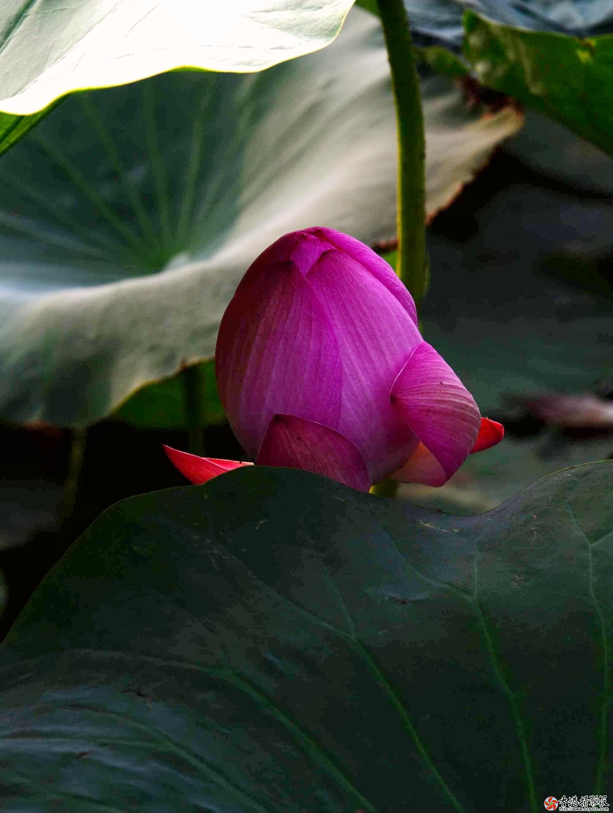 DSC_8782.jpg