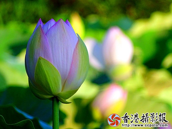 DSC01242_副本.jpg