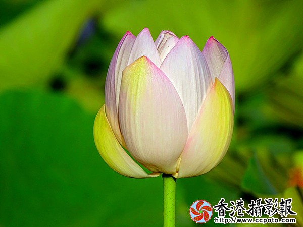 DSC01260_副本.jpg