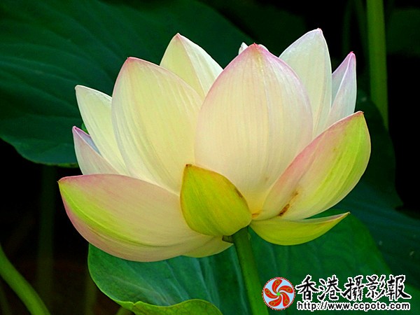 DSC01295_副本.jpg