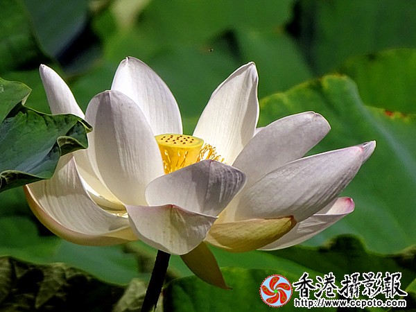 DSC01484_副本.jpg