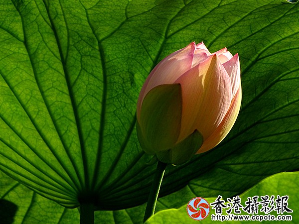 DSC01327_副本.jpg