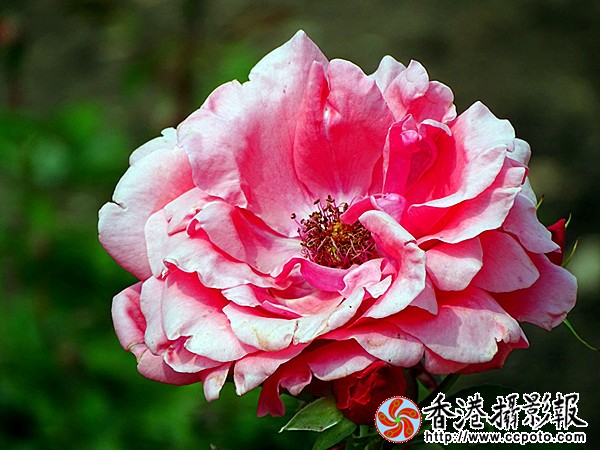 DSC00394_副本.jpg
