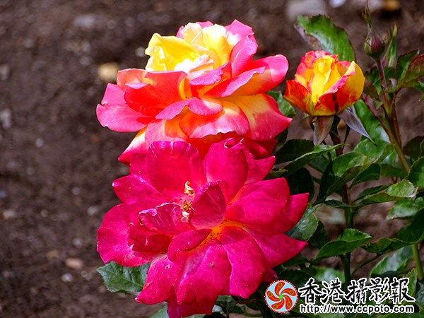 DSC00395_副本.jpg