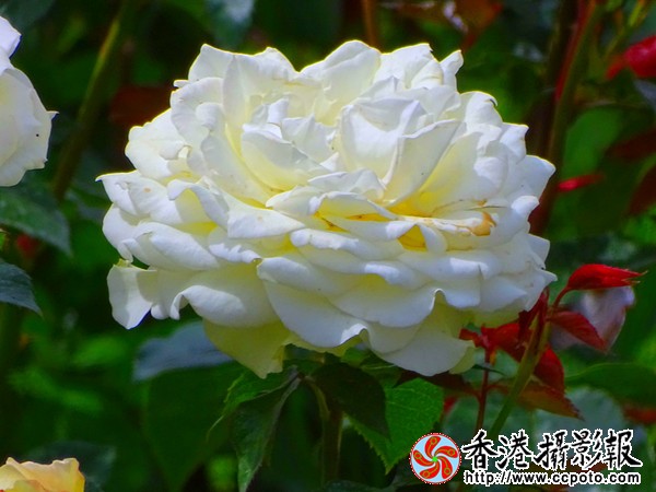 DSC00399_副本.jpg
