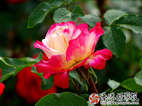 DSC00445_副本.jpg