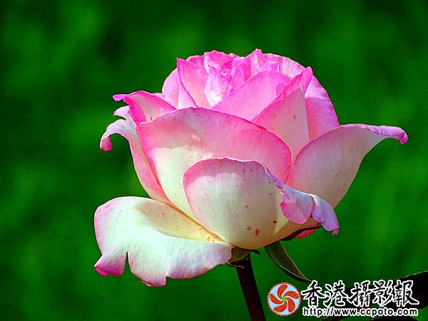 DSC00448_副本.jpg