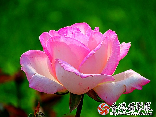 DSC00451_副本.jpg