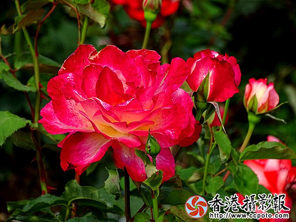 DSC00459_副本.jpg